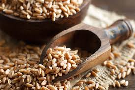 WHEAT /ഗോതമ്പ്